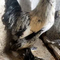 خروس سلطان|حیوانات مزرعه|کازرون, |دیوار