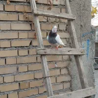 پرنده|پرنده|کلاله, |دیوار