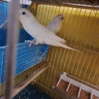 عروس هلندی .فنچ .مرغ عشق|پرنده|بجنورد, |دیوار