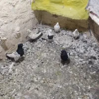 شیش عددکبوتر