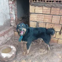 سگ ژرمن شپرد