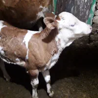 گاوباگوساله