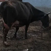 گاو آبستن شیری|حیوانات مزرعه|بیله سوار, |دیوار