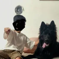 سگ ژرمن شپهرد شولاین بلک