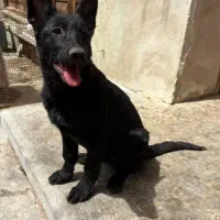 واگذار سگ ژرمن