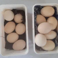 تخم مرغ