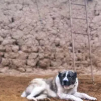 سگ گله و نگهبان