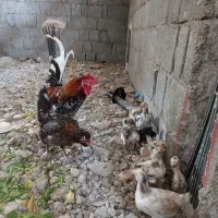 حیوانات مزرعه ای