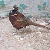 خروس|حیوانات مزرعه|آذرشهر, |دیوار