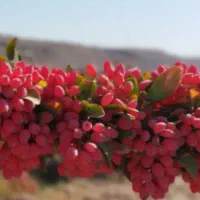 خریدار زرشک شاخه