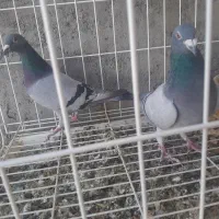 جفت کبوتر پلاکی روی جوجه