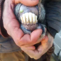 3عدد میش تخمی|حیوانات مزرعه|تربت جام, جامرود|دیوار