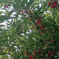 باغ هزار متری چغادون|فروش دفتر صنعتی، کشاورزی، تجاری|دورود, |دیوار