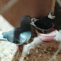 کفتر|پرنده|علی‌آباد کتول, |دیوار