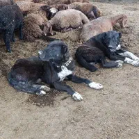 سگ گله ای|سگ|مشهد, تبادکان|دیوار