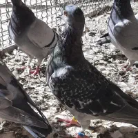 کود کبوتر بسته های ده کیلویی