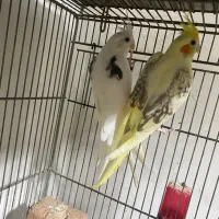 عروس هلندی مولد