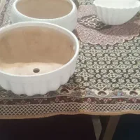 گلدان|گل و گیاه طبیعی|آمل, |دیوار