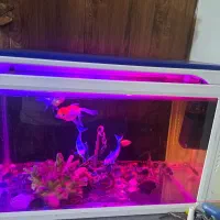 اکواریوم همراه ماهی|ماهی|قرچک, زیبا شهر|دیوار