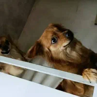 پامرین نروماده توله|سگ|مبارکه, |دیوار