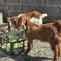 بزغاله آس چاق هم تخمی هم کشتاری