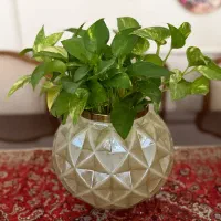 گل و گلدان|گل و گیاه طبیعی|تهران, بهار|دیوار