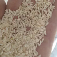 برنج باب خانه هاشمی