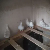 کبوتر