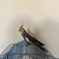 فروش عروس هلندی و طوطی گرینجیک|پرنده|سمنان, |دیوار