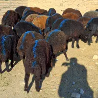 ۲۵ راس بره نر