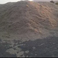 کاه عدس نخود