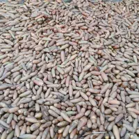 بلوط|عمده‌فروشی|سیوان, |دیوار