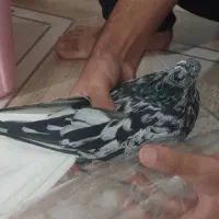 نر دم سفید|پرنده|اهواز, کوی رمضان|دیوار