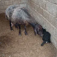 7راس گوسفند آس داشتی
