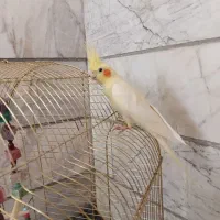 عروس هلندی