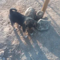 واگذاری توله سگ|سگ|یزد, |دیوار