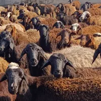 بره نر|حیوانات مزرعه|کرج, فاز ۴ مهرشهر|دیوار