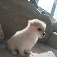 سگ پامر اشپیتز|سگ|صدرا-فارس, فاز ۱|دیوار