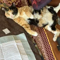 واکذاری گربه