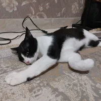 واگذاری گربه dsh