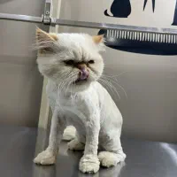 آرایشگاه حیوانات و دامپزشکی در اشرفی اصفهانی|خدمات پیشه و مهارت|تهران, سردارجنگل|دیوار