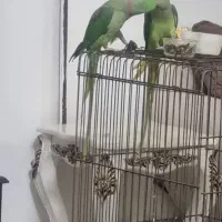 جفت شاه طوطی دستی|پرنده|مشهد, شهید شهریاری|دیوار