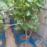 مرغوب مرودشت