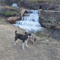 سگ هاسکی صورت گشنیز