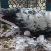 تعدادی کبوتر