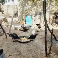 غاز و قو غاز.|حیوانات مزرعه|قزوین, |دیوار