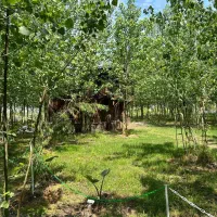 کلبه سوئیسی زیبا تجربه ای فراتر از رویا