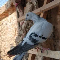 کفتر نقره ای|پرنده|قم, تعویض پلاک|دیوار