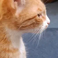 بچه گربه خانگی باهوش وبازیگوش