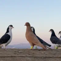 ۸ عدد رنگی پرشی همه جوون